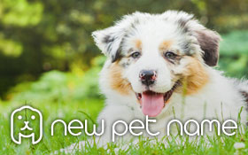 Pet name generator